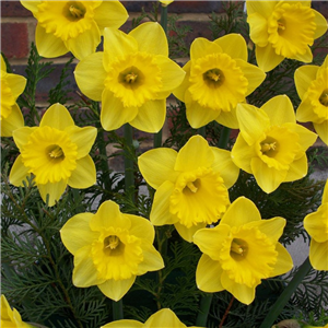 Narcissus (Daffodil) Dwarf 'January' Loose Bulbs
